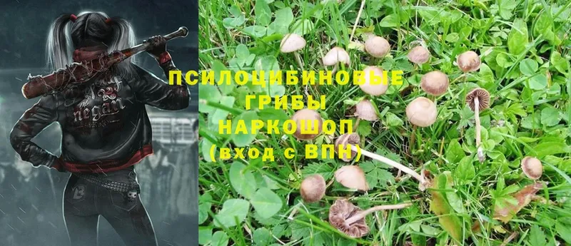 Галлюциногенные грибы Psilocybine cubensis  Владивосток 